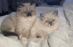 Ragdoll kittens, Meerdere dieren, Ontwormd, 0 tot 2 jaar