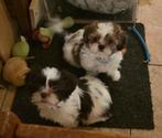 Shih Tzu pup reu 3 kleur, teefje bruin wit, Dieren en Toebehoren, Honden | Chihuahua's en Gezelschapshonden, Overige rassen, 8 tot 15 weken