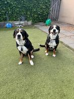 Zéér goed tehuis gezocht Grote Zwitserse Sennenhonden, Overige rassen, CDV (hondenziekte), Eén hond, 3 tot 5 jaar