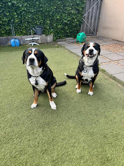 Zéér goed tehuis gezocht Grote Zwitserse Sennenhonden, Dieren en Toebehoren, Honden | Retrievers, Spaniëls en Waterhonden, Overige rassen