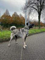15 maanden Turkse kangal. 100% origineel. 92CM schofthoogte, Dieren en Toebehoren, Reu, Rabiës (hondsdolheid), 1 tot 2 jaar, Eén hond