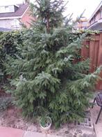 Kerstboom blauwe spar, Ophalen, Zo goed als nieuw
