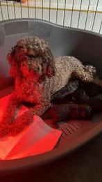 Mooie toypoedel pup zwart reu, Dieren en Toebehoren, Honden | Chihuahua's en Gezelschapshonden, Poedel, Rabiës (hondsdolheid)