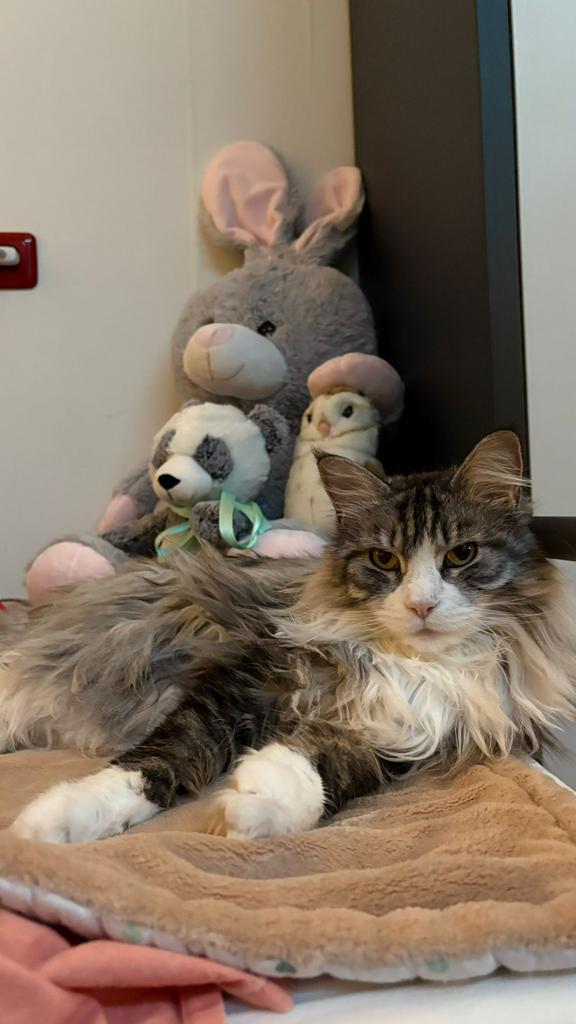 Maine Coon, Dieren en Toebehoren, Katten en Kittens | Raskatten | Langhaar, Poes, Gechipt