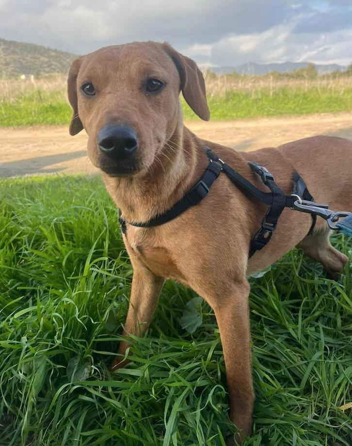 Autumn verblijft in Cyprus, Dieren en Toebehoren, Honden | Herdershonden en Veedrijvers, Teef, Overige rassen, Handelaar, Eén hond