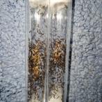 Monomorium subopacum 5q 150-200w | mieren ants mierenkolonie, Dieren en Toebehoren, Mieren