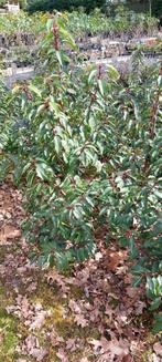 Plantgoed Portugese Laurier, Ophalen, Laurier