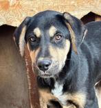 Maak kennis met Benito, Dieren en Toebehoren, Honden | Niet-rashonden, Particulier, 15 weken tot 1 jaar, Reu, Buitenland