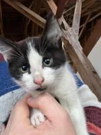 Nog 1 boerderij kitten! Kan het nest verlaten!, Dieren en Toebehoren, Katten en Kittens | Raskatten | Korthaar, Meerdere dieren