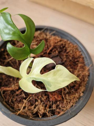Monstera Tetrasperma Minima Albo Variegata  beschikbaar voor biedingen