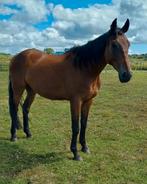 Te koop, Dieren en Toebehoren, Paarden, Ruin, Ontwormd, 3 tot 6 jaar