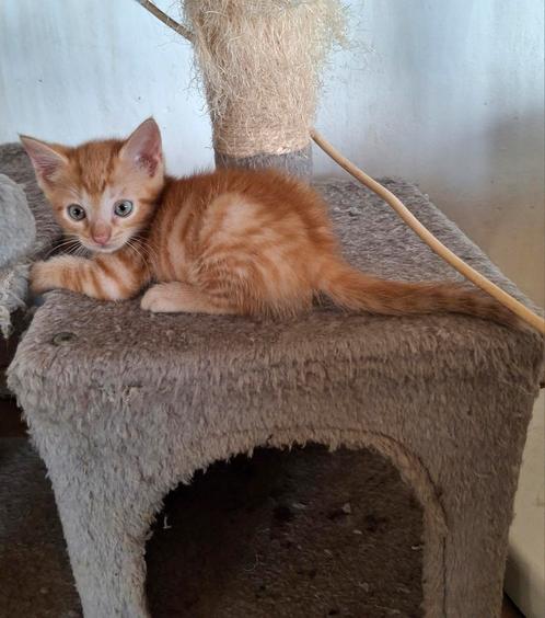 6 kittens aangeboden, Dieren en Toebehoren, Katten en Kittens | Overige Katten, Kortharig, Meerdere dieren, 0 tot 2 jaar