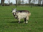 landgeit dekbok, Dieren en Toebehoren, Schapen, Geiten en Varkens, Mannelijk, 0 tot 2 jaar, Geit