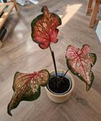Caladium 'Pink Panther', Ophalen of Verzenden
