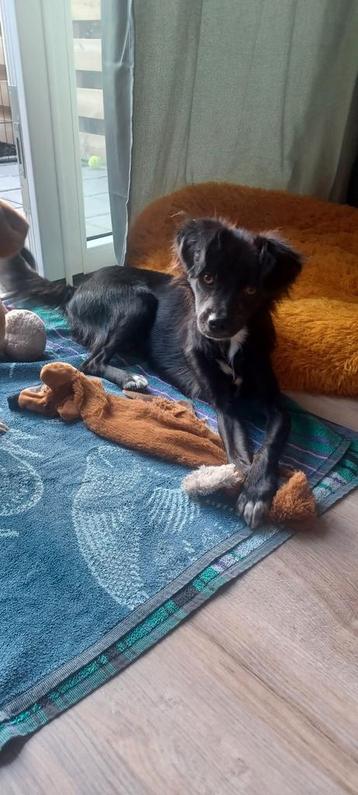Statige, lieve Moortje ter adoptie!  beschikbaar voor biedingen