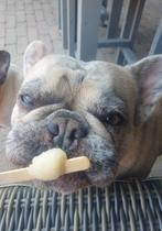 Lady is rond 18 augustus uitgeteld.Het is haar eerste nestje, CDV (hondenziekte), 1 tot 2 jaar, Bulldog, Meerdere