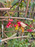 Lei Sierappel Red Sentinel €49,95 pst 3 voor €120,00, Ophalen of Verzenden, Lente