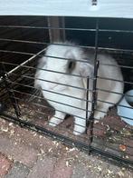 Konijn ram, Dieren en Toebehoren, Konijnen, Mannelijk
