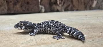 Vipergekko beschikbaar voor biedingen