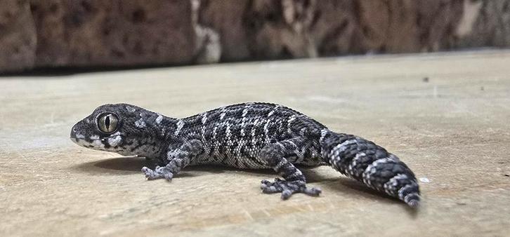 Vipergekko, Dieren en Toebehoren, Reptielen en Amfibieën, Hagedis, 0 tot 2 jaar