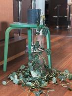 Satin pothos hangplant, Ophalen, Overige soorten, In pot, 100 tot 150 cm