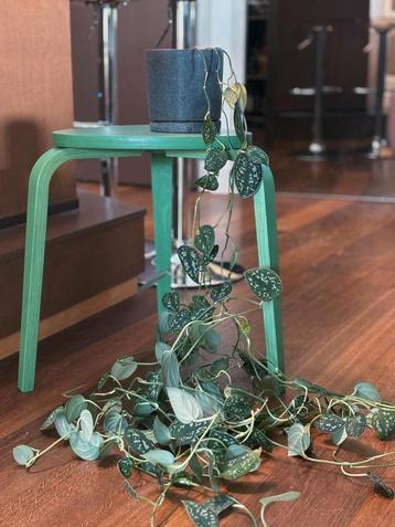 Satin pothos hangplant  beschikbaar voor biedingen
