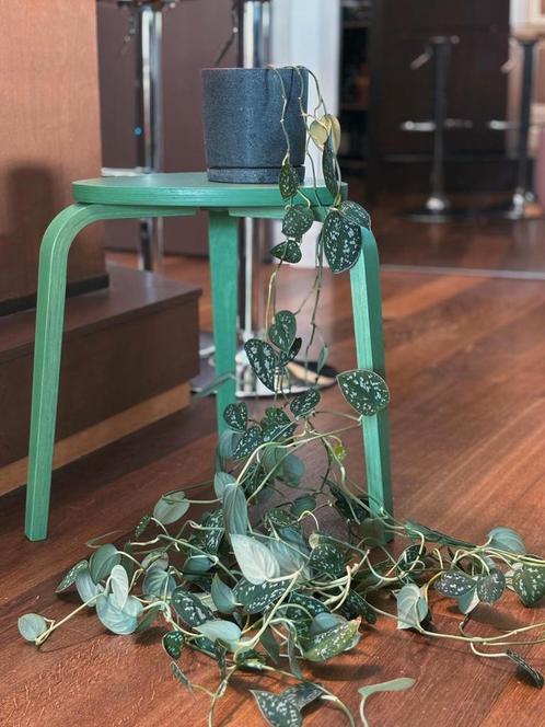 Satin pothos hangplant, Huis en Inrichting, Kamerplanten, Overige soorten, 100 tot 150 cm, In pot, Ophalen
