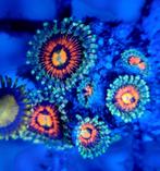 Zoanthus/buttons, Ophalen, Nieuw, Gevuld zeewateraquarium