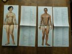 2 anatomische platen van een man en vrouw.  De Jong, Antiek en Kunst, Antiek | Schoolplaten, Ophalen of Verzenden, Natuur en Biologie