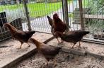 Welsumer kriel, hennen, 20 weken, Dieren en Toebehoren, Pluimvee, Vrouwelijk, Kip