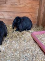 Lieve jonge Fransehangoren, Dieren en Toebehoren, Konijnen, Meerdere dieren, Groot, Hangoor