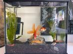 Aquarium / Terarium, Ophalen of Verzenden, Zo goed als nieuw, Leeg aquarium