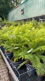 Jacaranda bonsai blue 70/80 hoog, Ophalen, Zomer, Volle zon