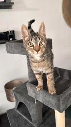 Super lieve aanhankelijke kater, Dieren en Toebehoren, Katten en Kittens | Raskatten | Korthaar, Kater, Ontwormd, 0 tot 2 jaar