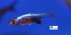 Sundadanio axelrodi "Neon Blue", Vis, Zoetwatervis, Schoolvis
