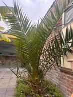 Grote Canarische Dadelpalm, 180cm, Winterhard, Tuin en Terras, Planten | Tuinplanten, Volle zon, Vaste plant, Bloeit niet, Ophalen