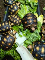 Jongen Kolenbranderschildpadden, Dieren en Toebehoren, Reptielen en Amfibieën, Schildpad, 0 tot 2 jaar