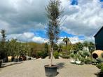Grote kurkeik- kurkeiken (Quercus suber) 400-500 cm te koop!, Tuin en Terras, Planten | Bomen, In pot, Lente, Overige soorten