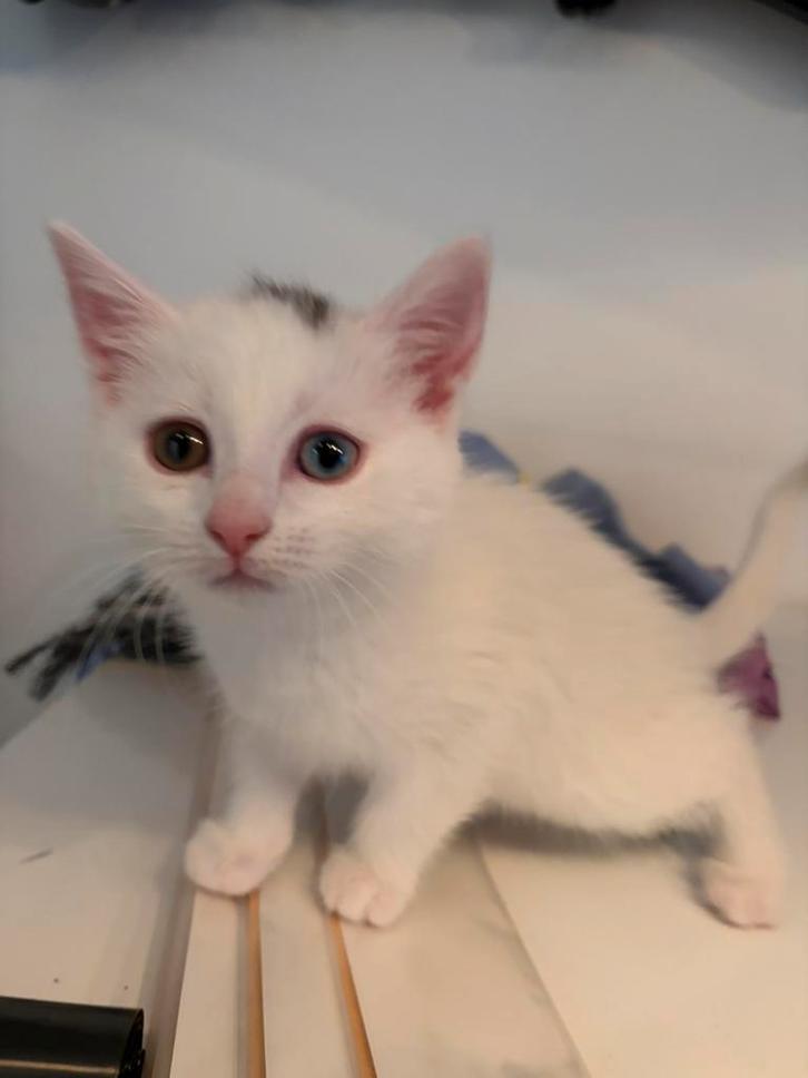 Kitten kruising Maine Coon x Turkse-Van, Dieren en Toebehoren, Katten en Kittens | Raskatten | Korthaar, Meerdere dieren, Ontwormd