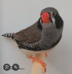 GEZOCHT 2 koppels zebravinken., Dieren en Toebehoren, Vogels | Overige Vogels, Meerdere dieren, Tropenvogel