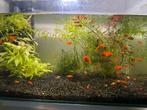 Gratis platys, Dieren en Toebehoren, Vissen | Aquariumvissen, Vis