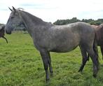 PRE merrie te koop, Dieren en Toebehoren, Paarden, Merrie, Gechipt, Dressuurpaard, 0 tot 2 jaar