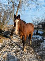 Lieve ruin, Dieren en Toebehoren, Paarden, 175 cm of meer, Met stamboom, Ruin, 3 tot 6 jaar