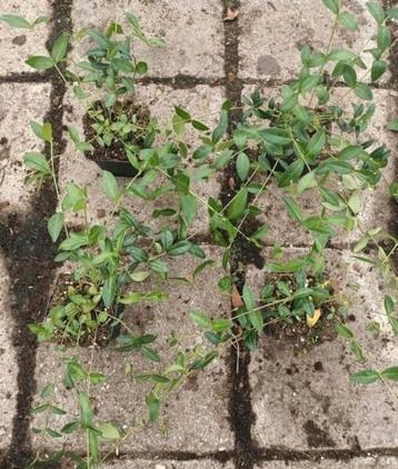 ACTIE NU €0.90per stuk Vinca minor maagdenpalm bodembedekker beschikbaar voor biedingen