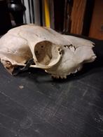 Hertenschedeltje oud westerkwartier groningen, Ophalen, Gebruikt, Schedel