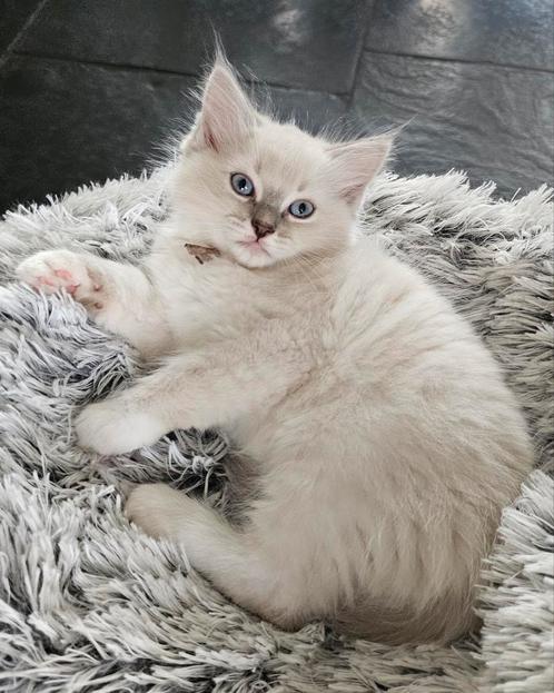 Ragdoll kittens met stamboom, ouders volledig getest, Dieren en Toebehoren, Katten en Kittens | Raskatten | Langhaar, Meerdere dieren