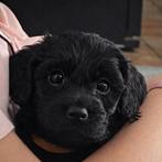 Labradoodle pup multigen fleece mini/midi, 8 tot 15 weken, Parvo, Meerdere, Meerdere dieren