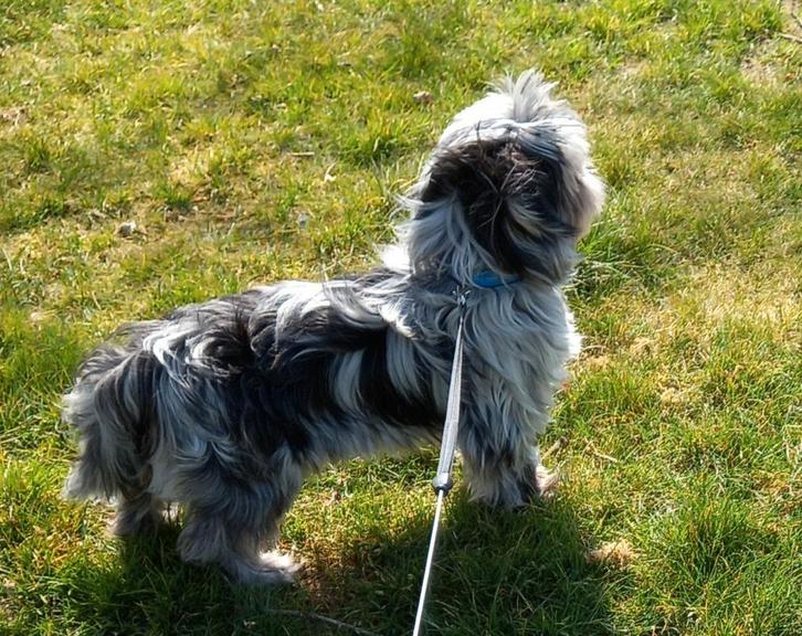 Shih tzu boomer als dekreu, Dieren en Toebehoren, Honden | Dekreuen, Reu, Particulier, Eén hond, Nederland, 3 tot 5 jaar, CDV (hondenziekte)