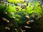 Gele guppies Guppy geel, Dieren en Toebehoren, Vissen | Aquariumvissen, Vis, Zoetwatervis