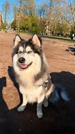 Pomsky dekreu F1b ter dekking aangeboden, Dieren en Toebehoren, Honden | Poolhonden, Keeshonden en Oertypen, Reu, 1 tot 2 jaar